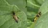 Amblyteles armatorius